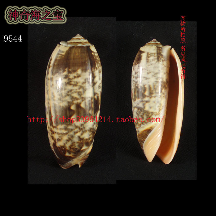 海螺贝壳(一图一物)9.5CM特大 橙口榧螺 标本收藏 家居装饰9544