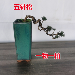 五针松四季大阪松宫岛千寿丸庭院五针松盆栽黑松那须杨梅素材树苗