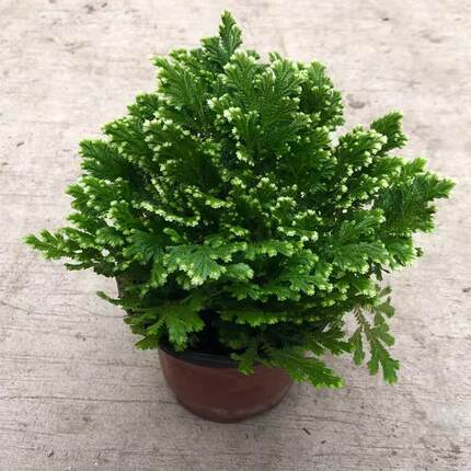 卷柏盆栽蕨类植物耐寒冬天冻不死办公室阳台绿植美观四季观叶植物