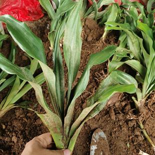 中华红果青叶万年青乔迁之喜吉祥花卉开喉剑冬不凋草绿植盆栽常青