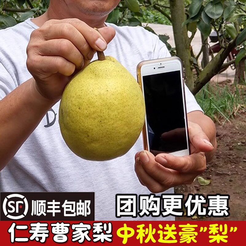 【顺丰】四川汉源雪花梨正宗青皮雪梨子新鲜当季孕妇秋季水果