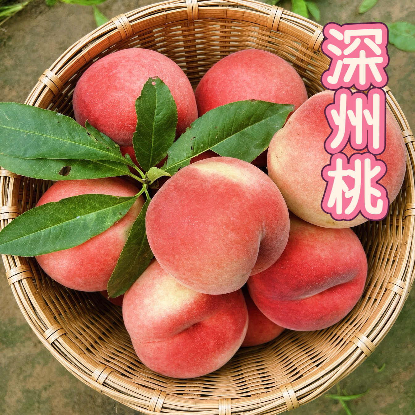 深州水蜜桃河北香甜多汁大毛桃子当季现摘现发新鲜水果老人宝宝吃