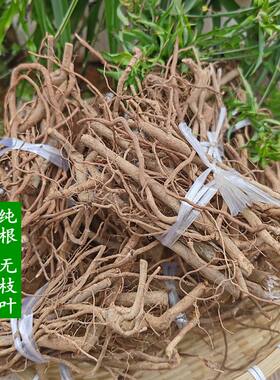 野生绣花针根福建老虎刺根包邮