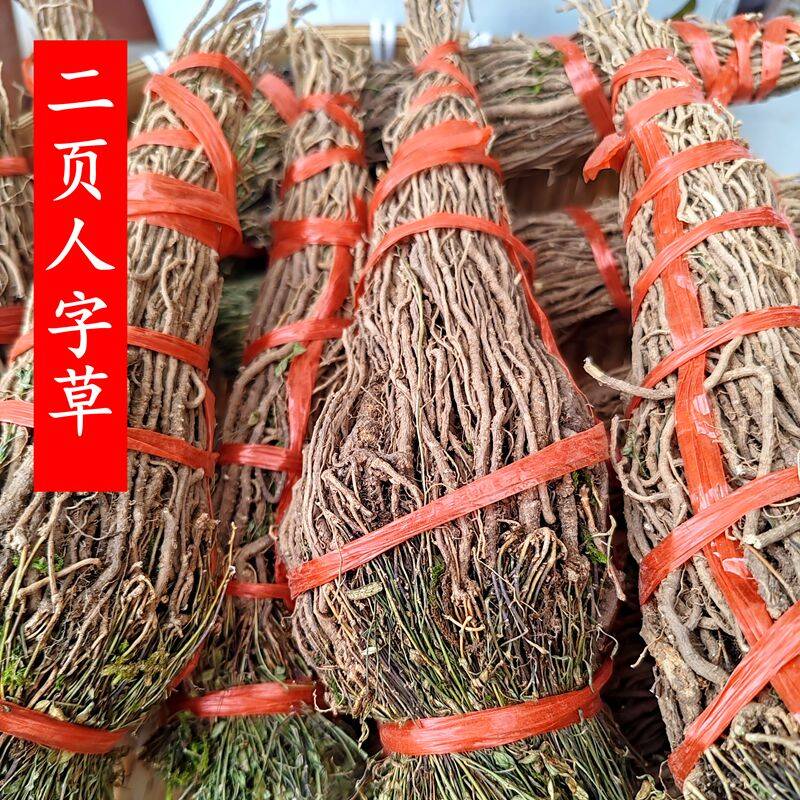 野生小种一条根人字草根苍蝇翅通筋草放筋草根摔伤扭伤腰椎包邮