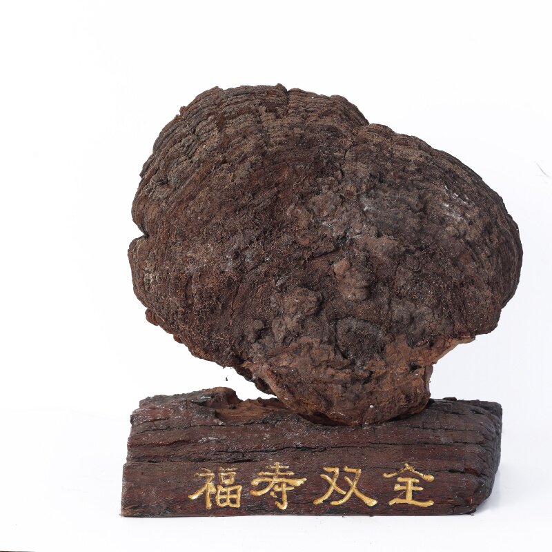野生整枝大灵芝观赏摆件乔迁礼