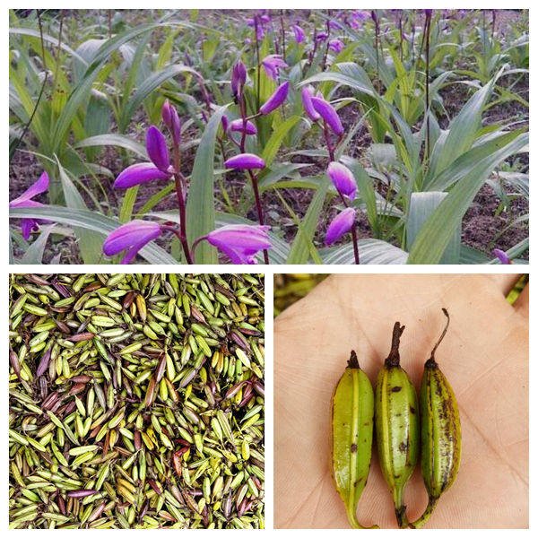 白芨果夹 紫花三叉  白及种苗 白芨苗  白芨种子紫花 野生白芨
