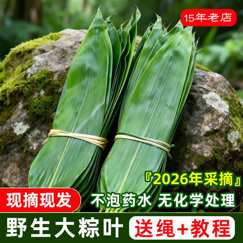 新鲜粽叶大号粽子叶野生棕叶箬叶