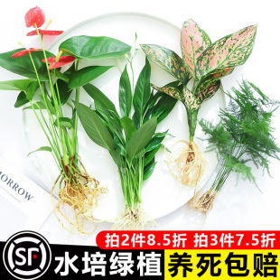 水培植物室内好养发财树绿植盆栽桌面水养花卉绿萝箩文竹易活竹柏