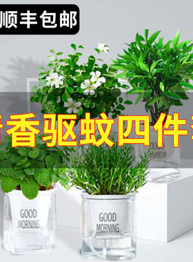 水培植物薄荷竹柏迷迭香驱蚊竹九里香水养花卉盆栽室内绿植好养活