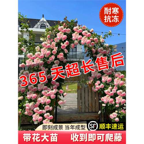 【1米8大苗】蔷薇花苗藤本月季特大花爬藤植物四季开花卉盆栽玫瑰