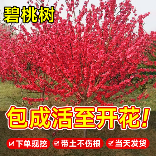 碧桃树苗紫叶红花树原木嫁接活苗大型耐寒庭院门前绿化观赏风景树