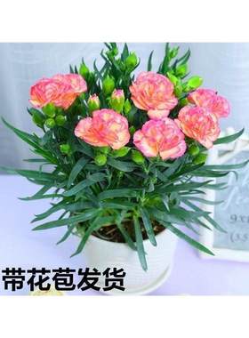康乃馨盆栽花苗带花苞室内阳台庭院花卉绿植鲜花好养四季种植易活