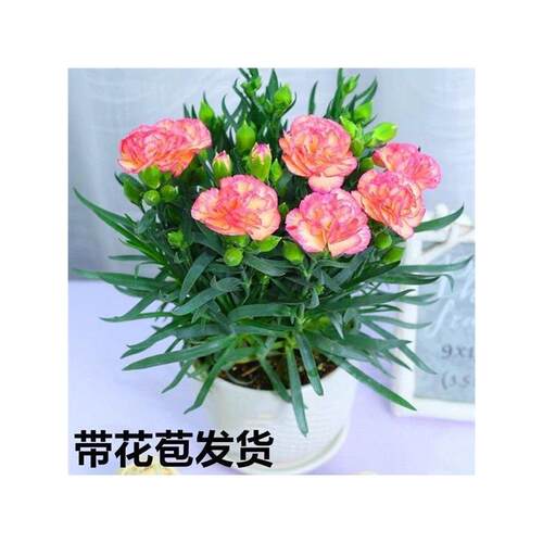 康乃馨盆栽花苗带花苞室内阳台庭院花卉绿植鲜花好养四季种植易活