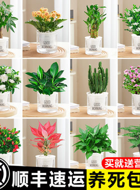 发财树绿萝室内盆栽花卉绿植办公室内水培小植物好养美观净化空气