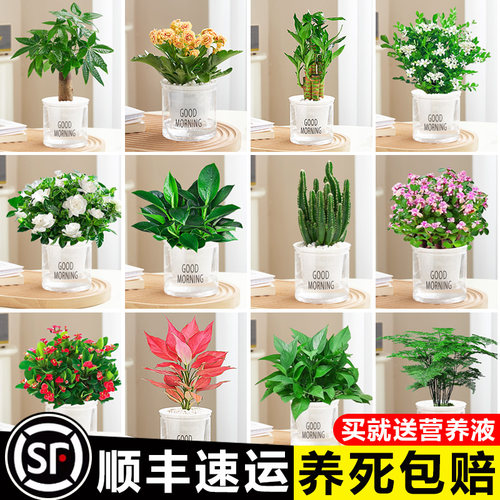 发财树绿萝室内盆栽花卉绿植办公室内水培小植物好养美观净化空气