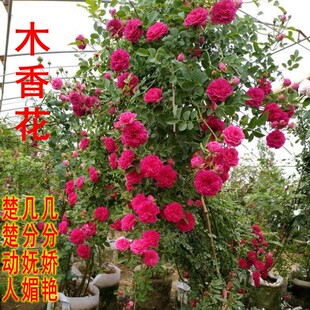 木香花苗七里香盆栽爬藤植物浓香甜蜜红木香蔷薇四季开花庭院花卉