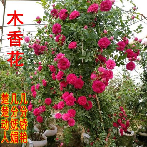爬藤植物蔷薇四季开花甜蜜红木香