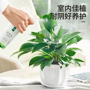 金钻盆栽植物铂金钻黄金葛箩水培大叶绿植多肉办公室内绿植好养花