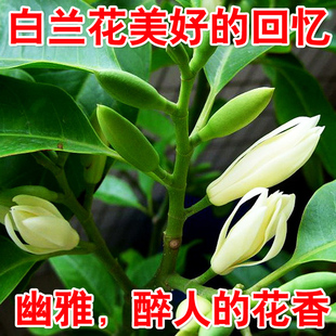 白兰花盆栽白玉兰树苗嫁接黄角兰黄桷兰黄玉兰花苗常绿树苗庭院苗