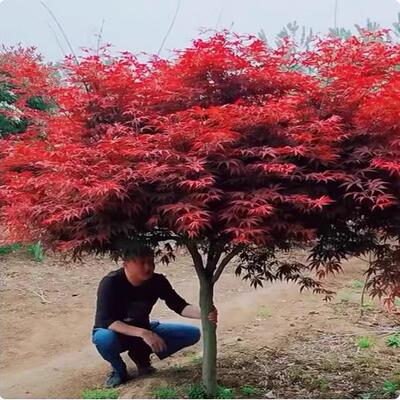 日本红枫树苗中国红枫苗舞姬耐寒三季红枫苗盆栽庭院树绿化风景树