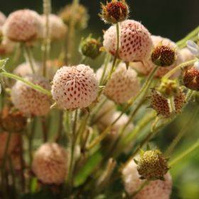 居士山庄稀有原生草莓三叶草莓黄毛草莓