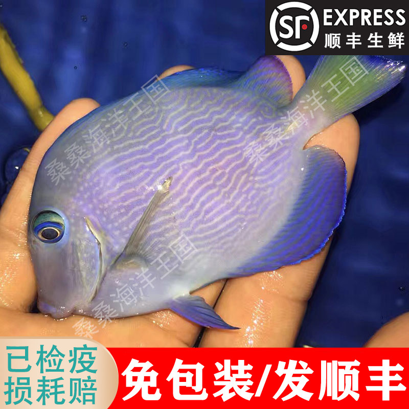 大西洋紫蓝吊 紫兰吊 紫吊 黄金吊 蓝吊 海水鱼 红海骑士 活体