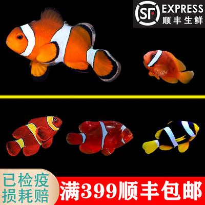 小丑鱼活体巴东公子人工透红
