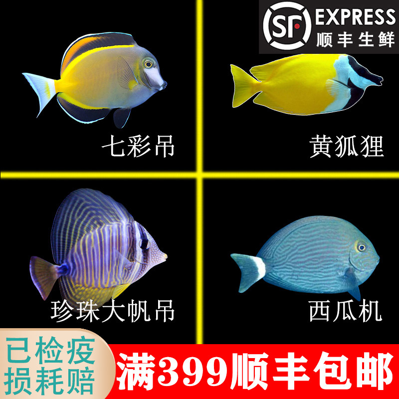 黄狐狸 西瓜吊 七彩吊 珍珠大帆吊 臭都鱼 海水观赏鱼小丑鱼食藻