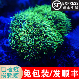 荧光绿草皮珊瑚 海葵紫草皮星花绿草皮满天星包活小丑鱼日草长须