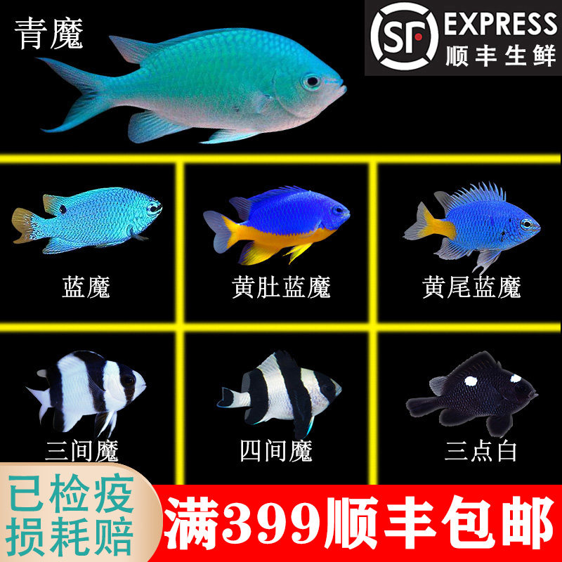 黄尾蓝魔活体 青魔四间雀三间魔海水鱼三点白雀类黄肚蓝魔小丑鱼