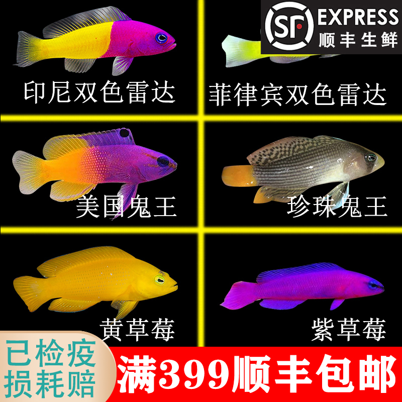 印尼双色草莓鱼 黄草莓鱼美国鬼王海金鱼黄尾珍珠鬼王紫草莓小丑