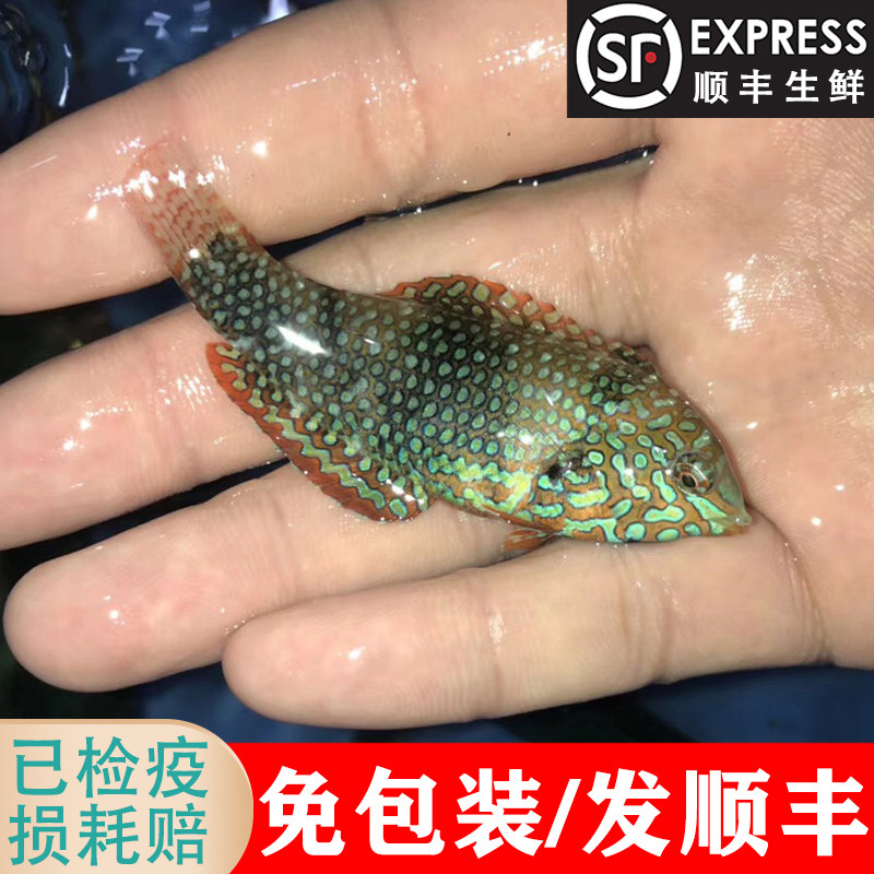 豹纹龙海水鱼 龙头鱼隆头鱼蓝吊小丑鱼 包活包损 可以与珊瑚混养