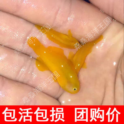 小丑鱼活体小丑鱼海水鱼活体