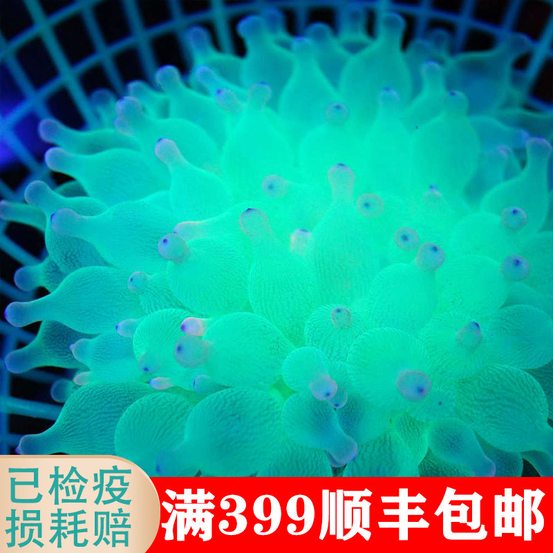 奶嘴海葵海水鱼活体珊瑚荧光绿地毯紫点公主葵小丑鱼共生包损包活
