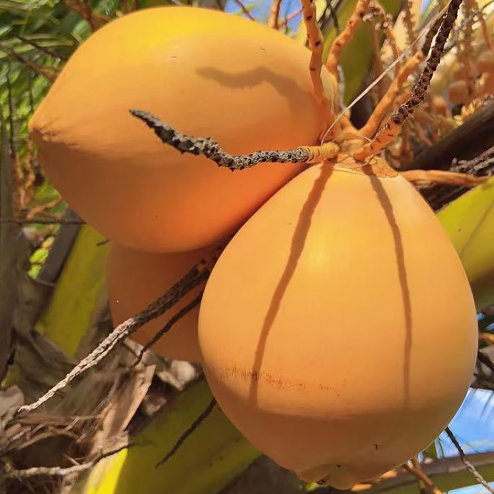 海南万宁黄金椰子8个装带皮金椰发货新鲜嫩果型香水椰产地直发