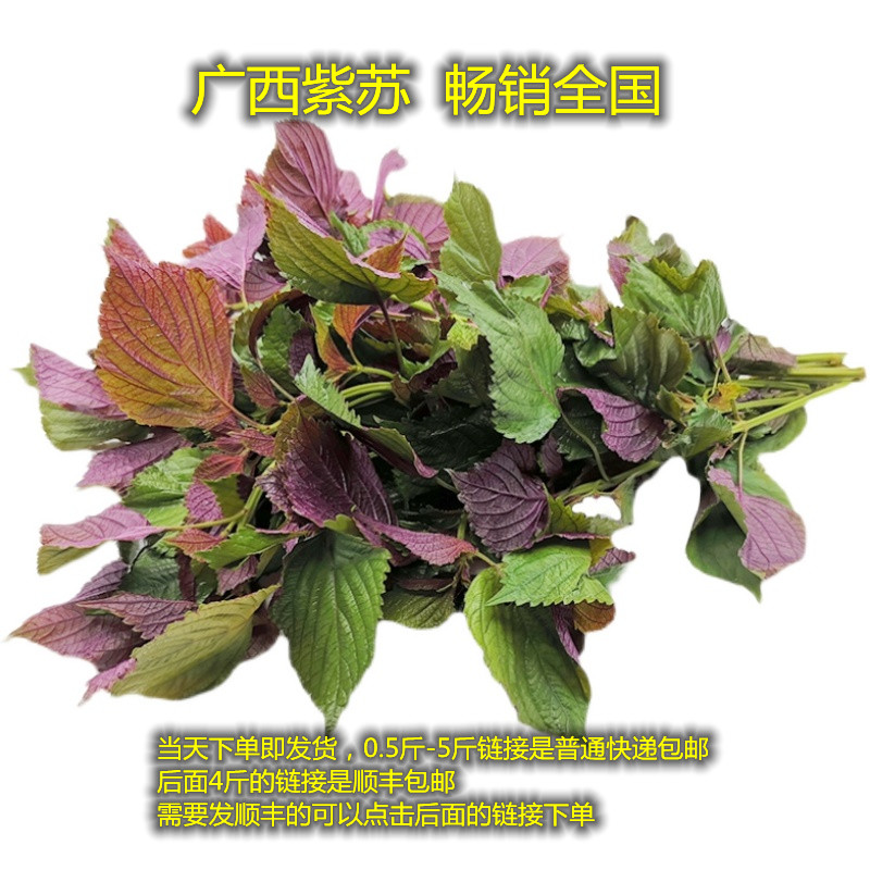 包邮 新鲜紫苏叶 紫色苏子叶烧鱼虾田螺海鲜去腥大叶紫苏田螺香料 水产肉类/新鲜蔬果/熟食 其它 原图主图