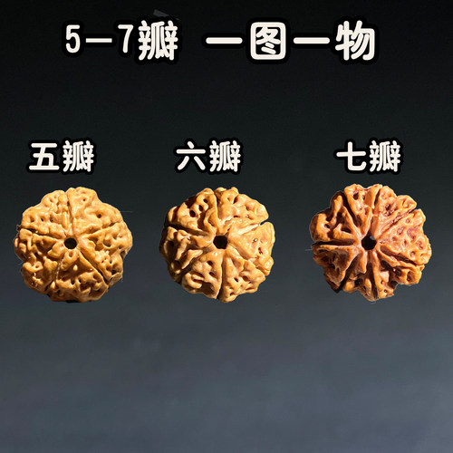 尼泊尔大金刚菩提子单颗