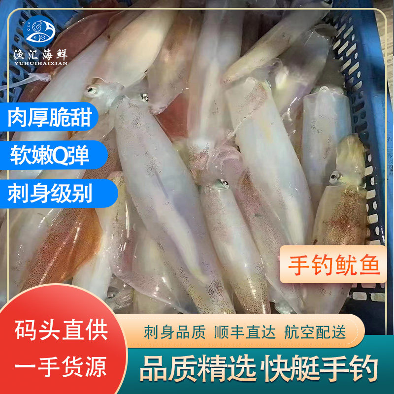 海钓枪鱿大管鲜活活冻火箭鱿鱼刺身手钓鱿鱼枪乌贼3-5斤东山岛
