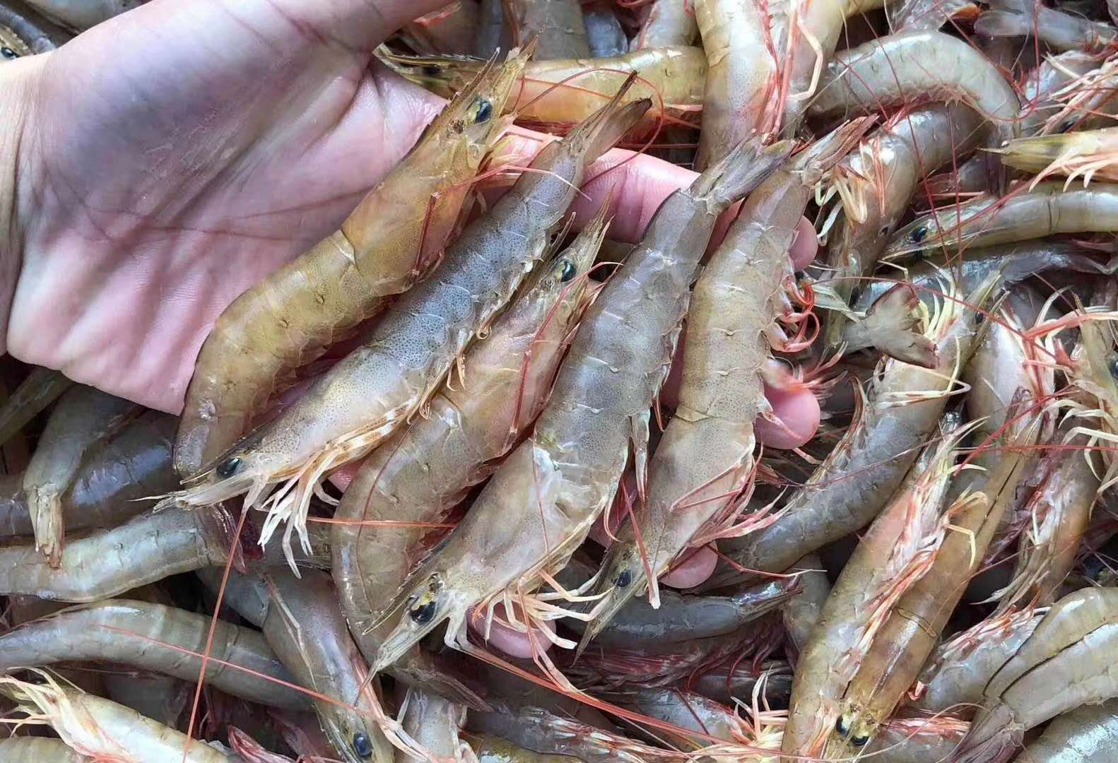 野生活冻沙鲈虾海捕沙虾 鲜活速冻海鲜水产特大沙鲁虾一盒11-13条