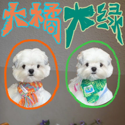 大橘大绿拂拂系列宠物服装西施犬马尔济斯比熊雪纳瑞