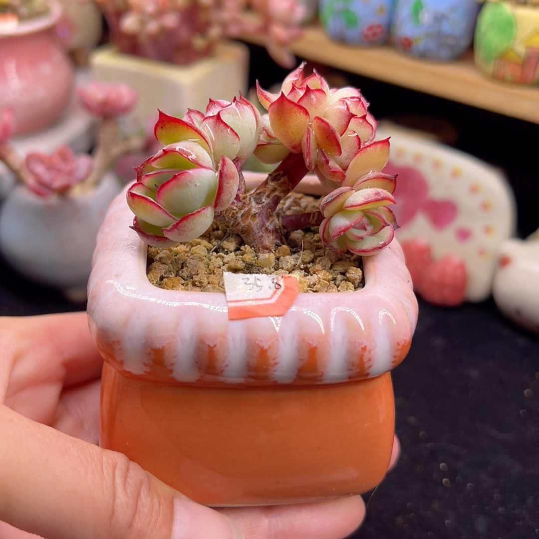 牡丹亭朵朵缀 带盆土,鲜花速递/花卉仿真/绿植园艺,多肉植物,淘宝优惠券,粉丝福利购,淘宝优惠卷