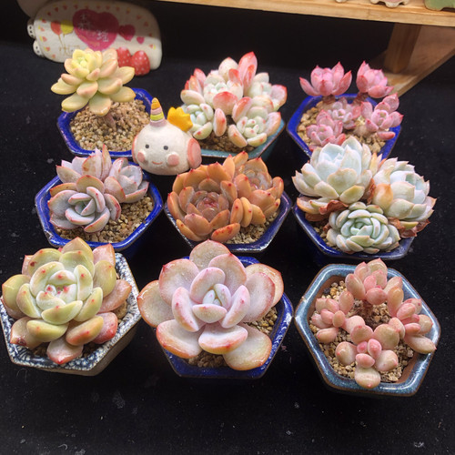 55-63号 多肉植物 一物一拍 含盆带土发货