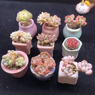 拇指盆系列 一物一拍 含盆土发货 739号 731