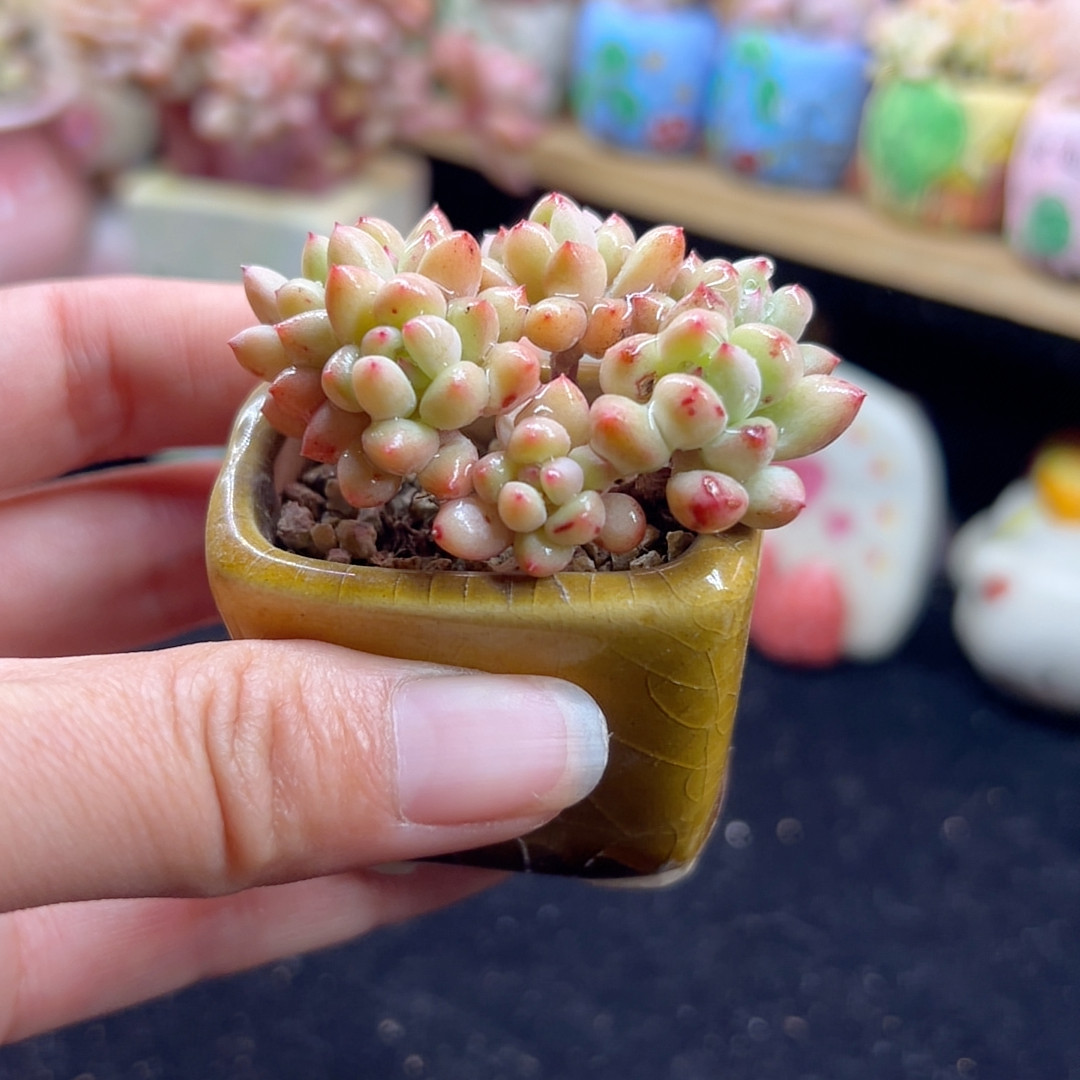 精灵奶 带盆土,鲜花速递/花卉仿真/绿植园艺,多肉植物,淘宝优惠券,粉丝福利购,淘宝优惠卷
