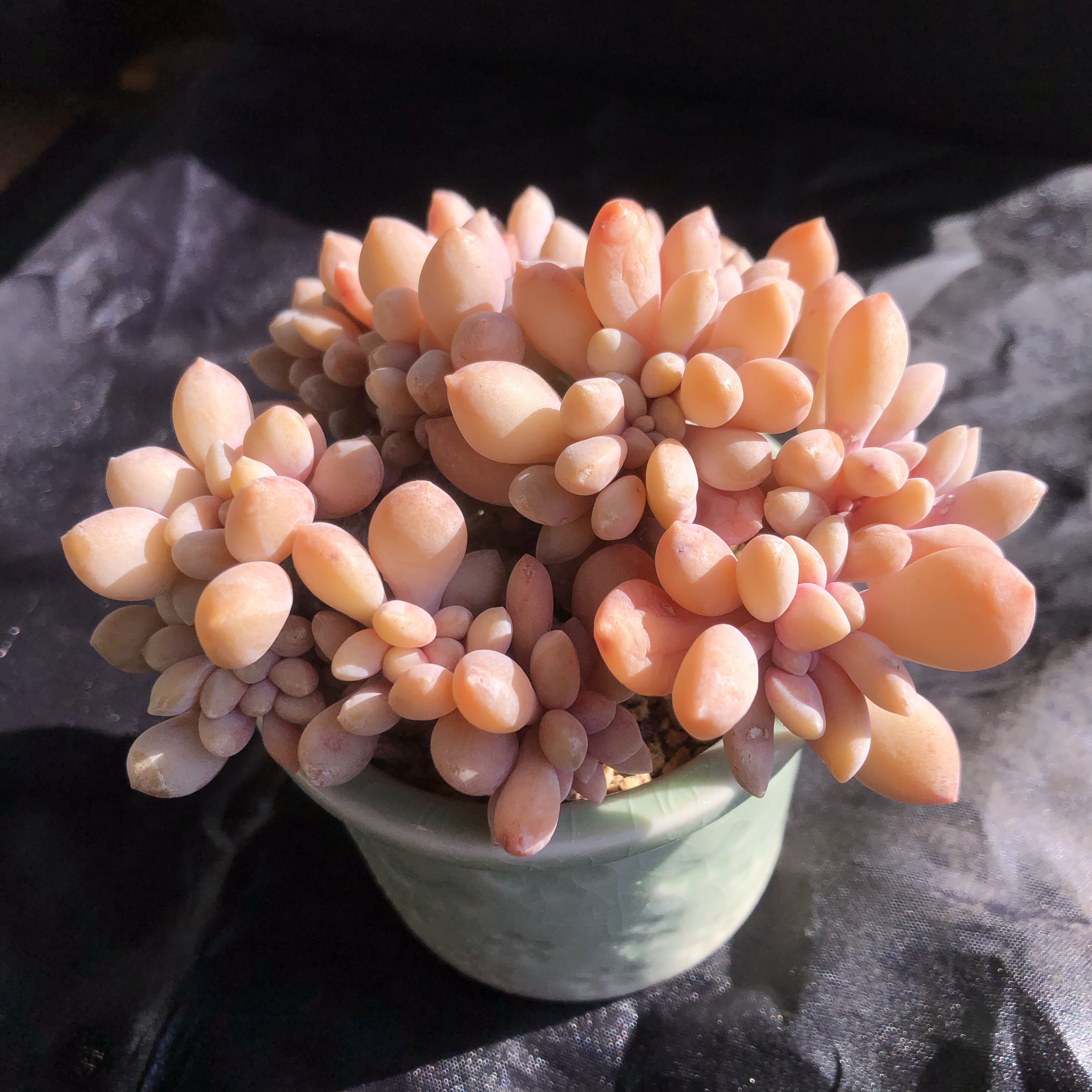 冬美人缀化 带盆土发货 满48包邮非偏远,鲜花速递/花卉仿真/绿植园艺,多肉植物,淘宝优惠券,粉丝福利购,淘宝优惠卷