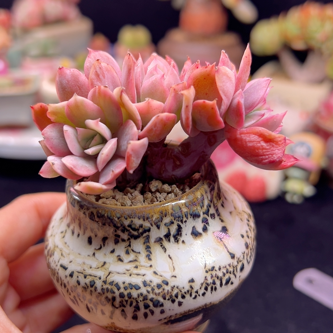 绮罗锦 朵朵缀 带盆土