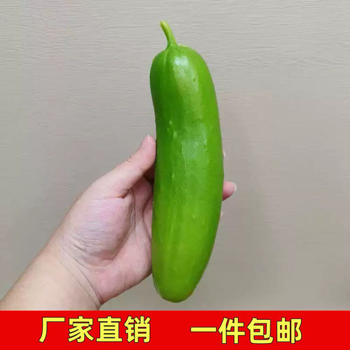 仿真胖青瓜果蔬模型摆件