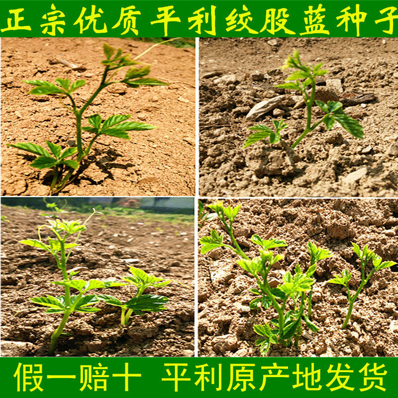 陕西平利五叶七叶绞股蓝精选优质新种子500克包邮