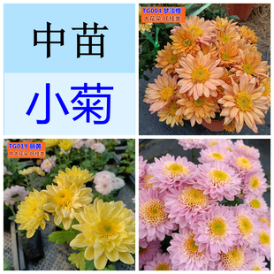 中苗小菊花谢了（老根/断头，断枝，冻伤不售后，不能接受不要拍
