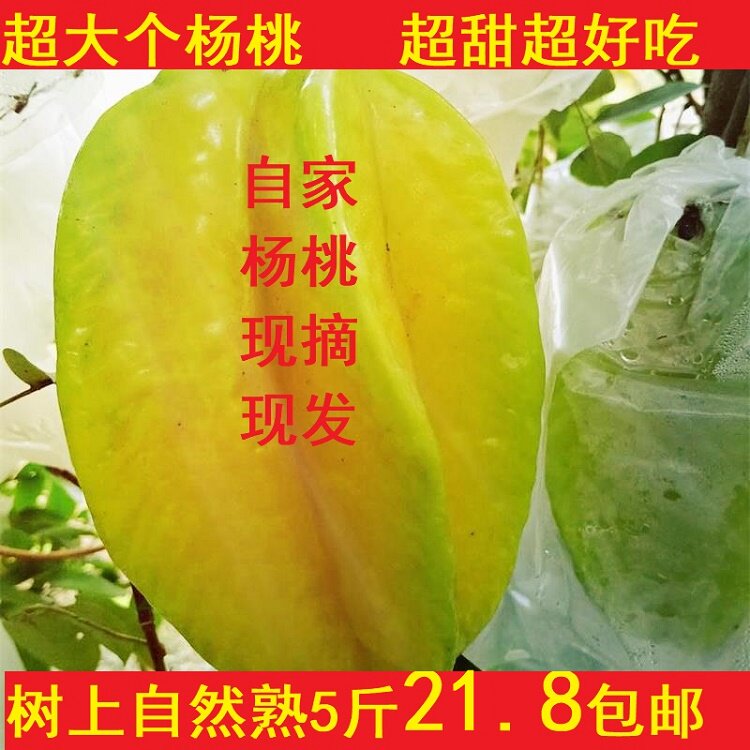 福建新鲜水果杨桃5斤包邮整箱当季水果孕妇零食超甜现摘现发应季